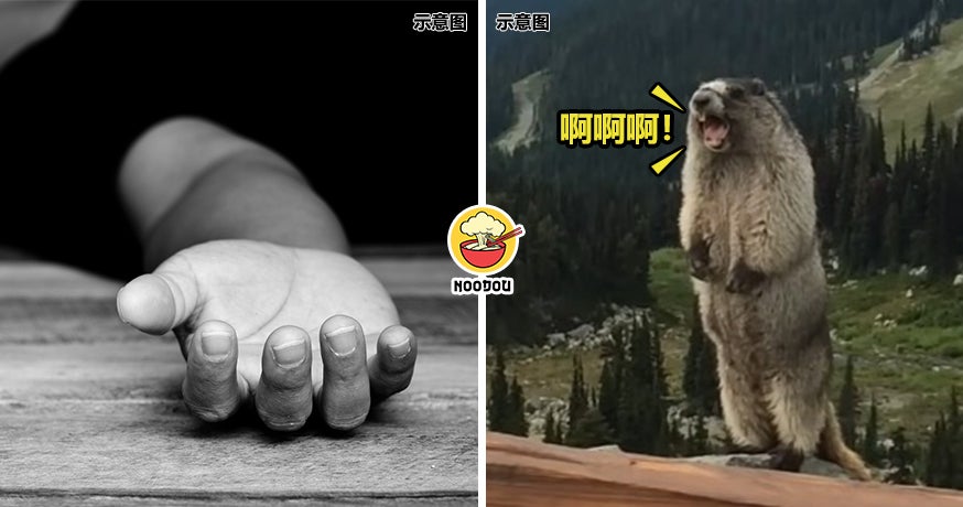 Eat Marmot Died Ft Img