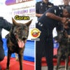 K9 Goran New Home Ft Img