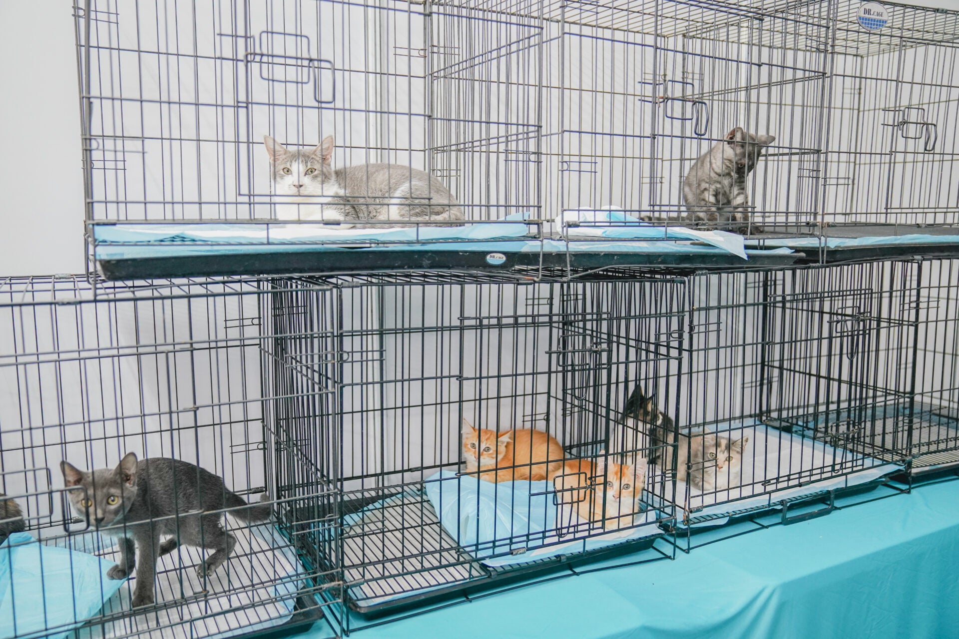 adopt 2