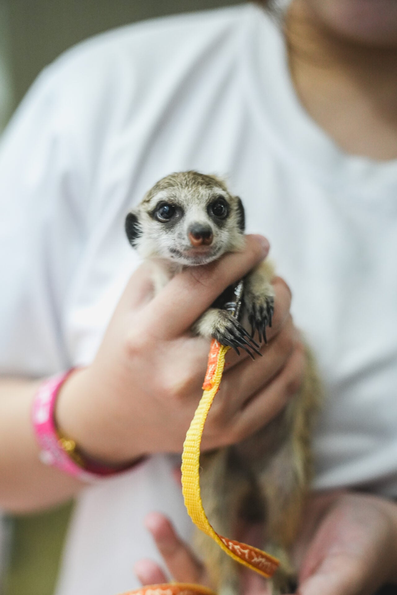 animal