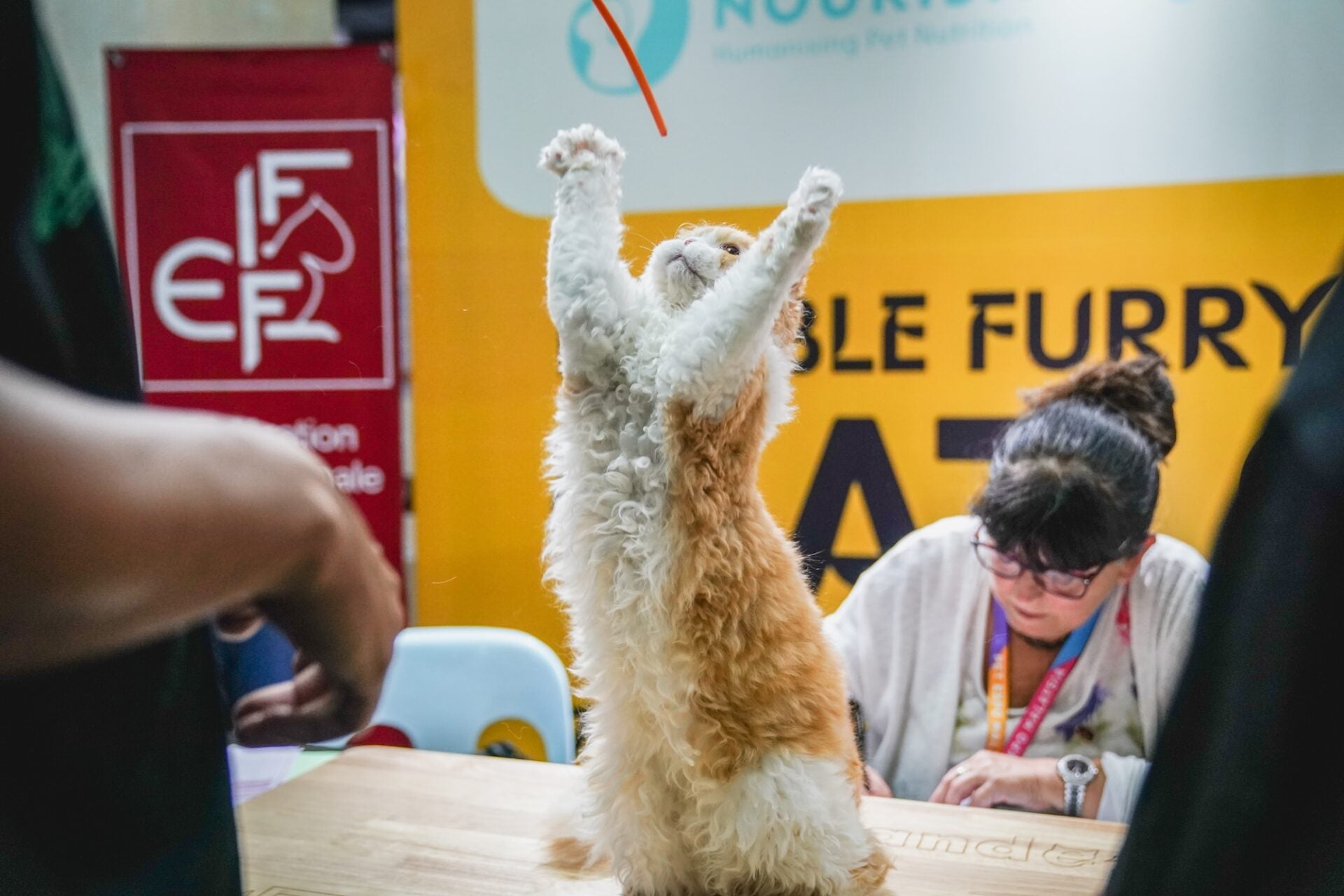 cat 3