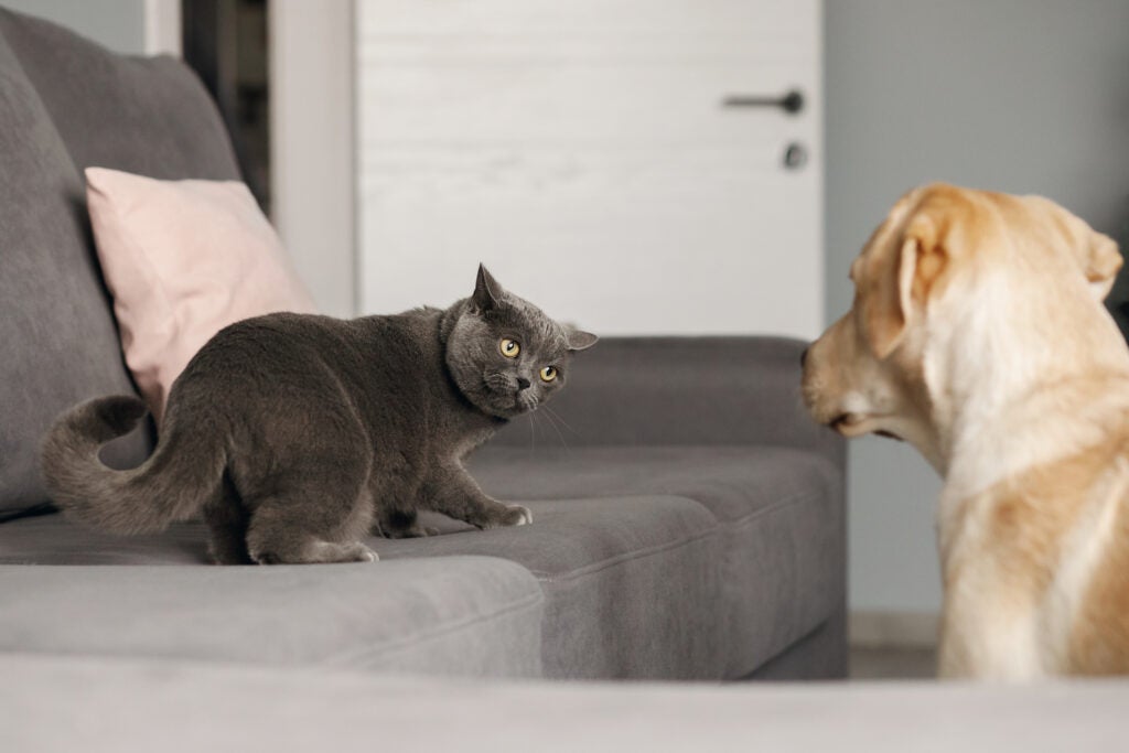 cat dog fight