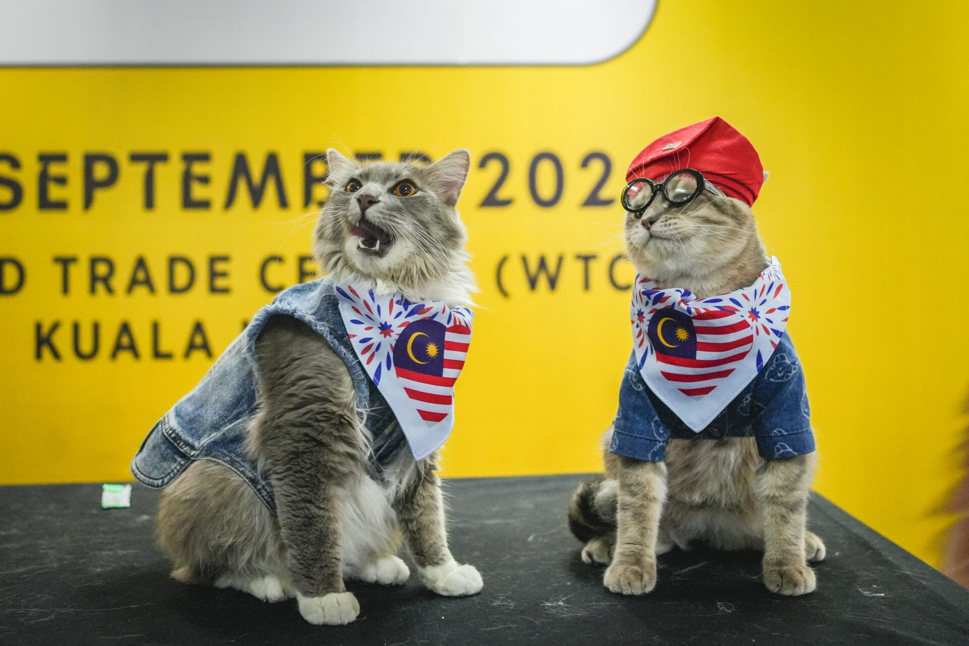 cat on stage