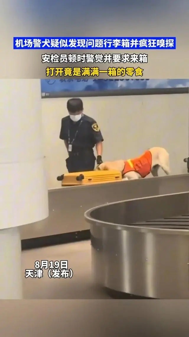 dog snack airport 1