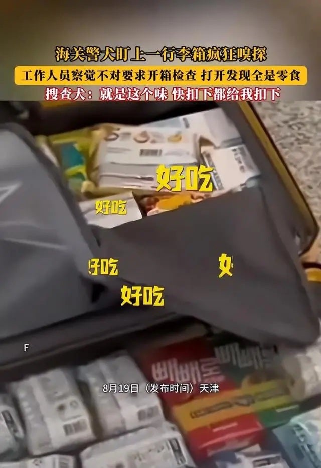 dog snack airport 2