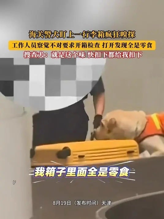 dog snack airport 3