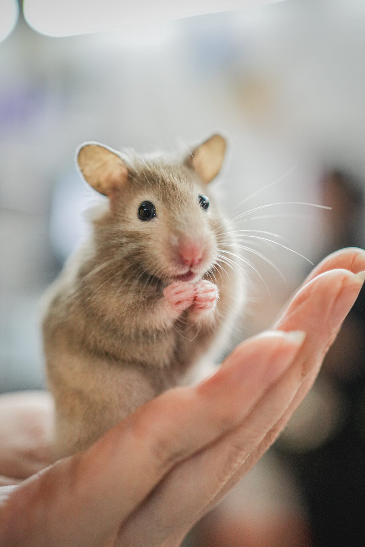 hamster