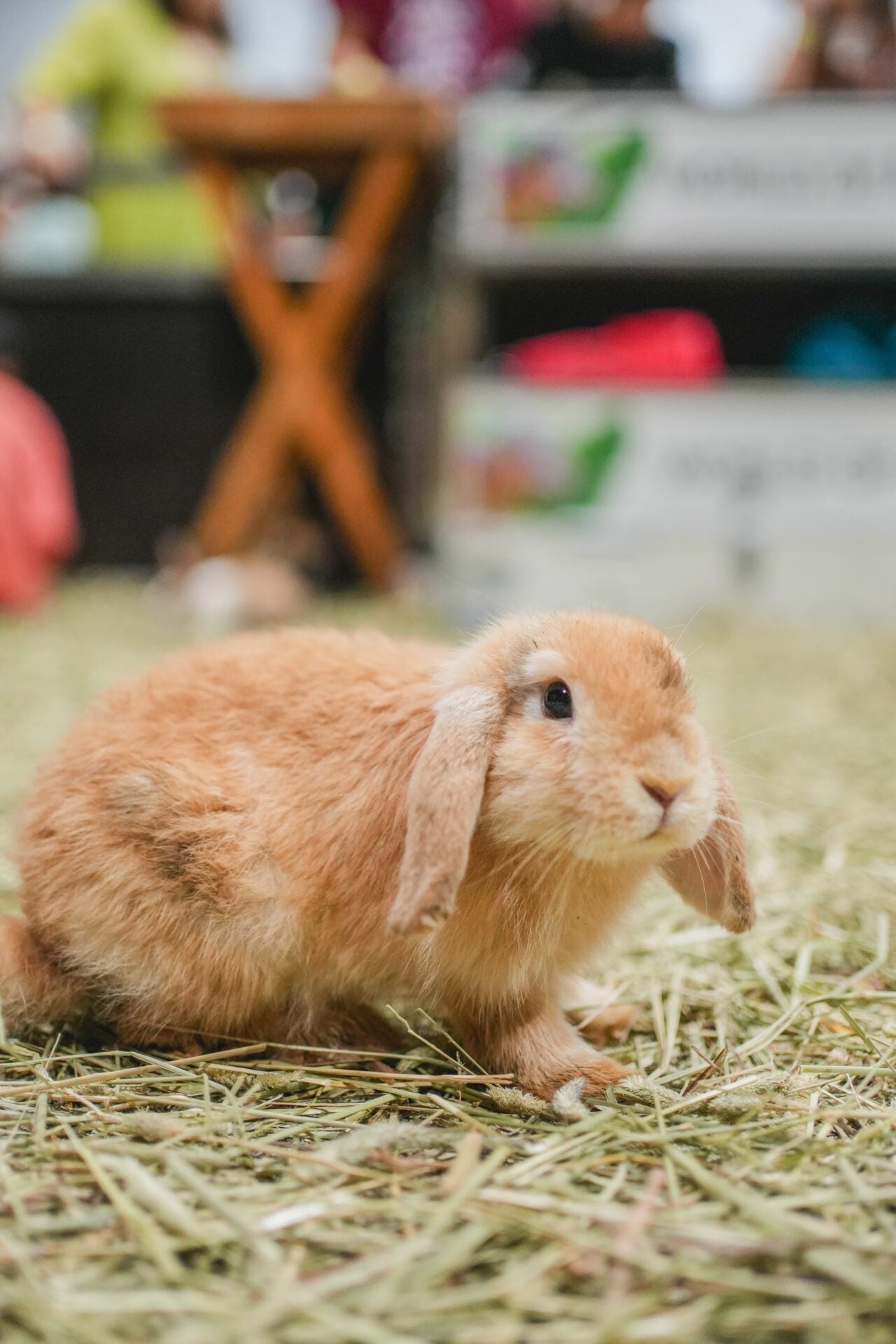 rabbit