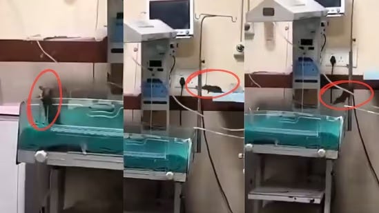 rats bite newborn 1
