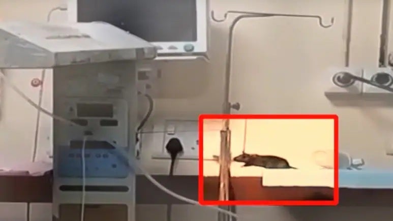 rats bite newborn 2