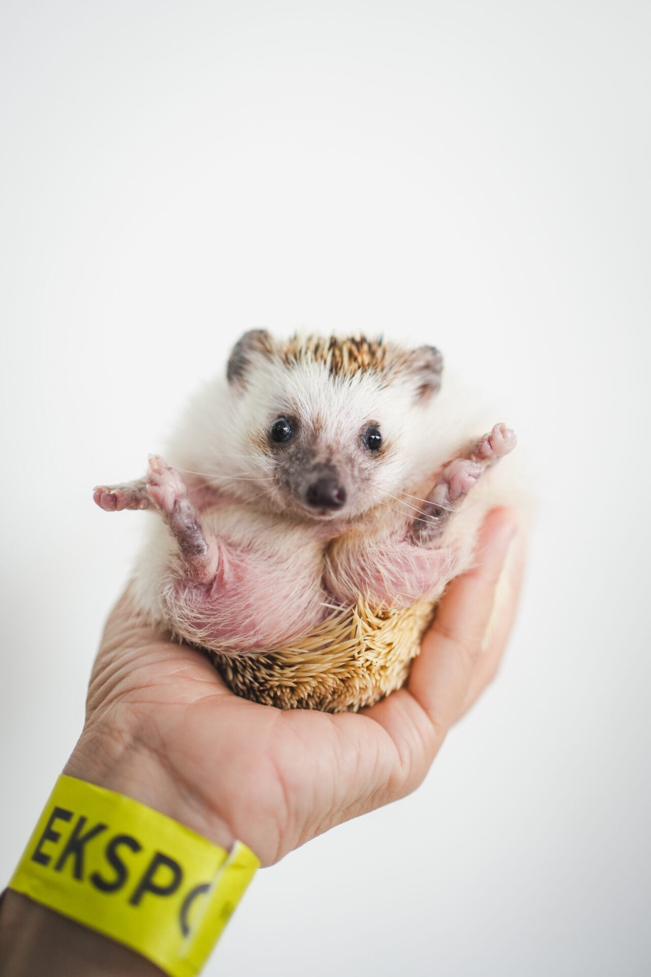 small animal