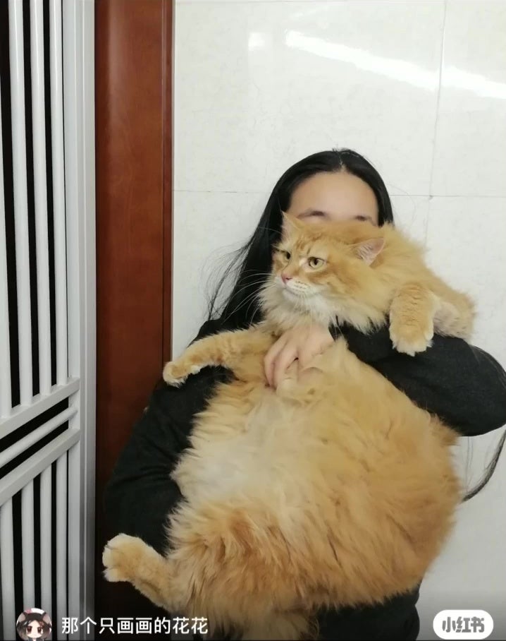 猫咪从天而降撞出主人肾结石 2