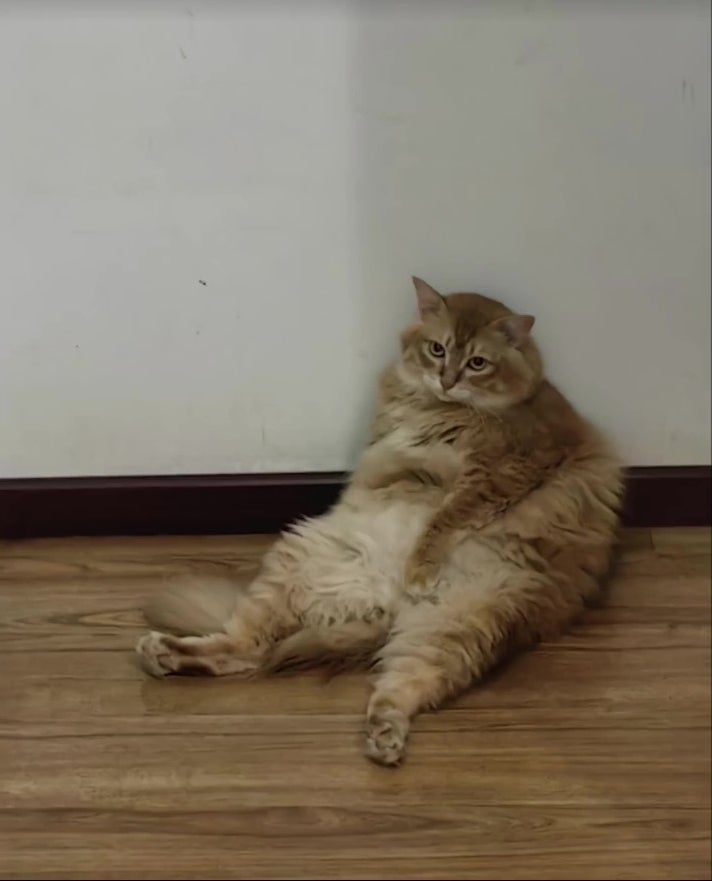 猫咪从天而降撞出主人肾结石 4