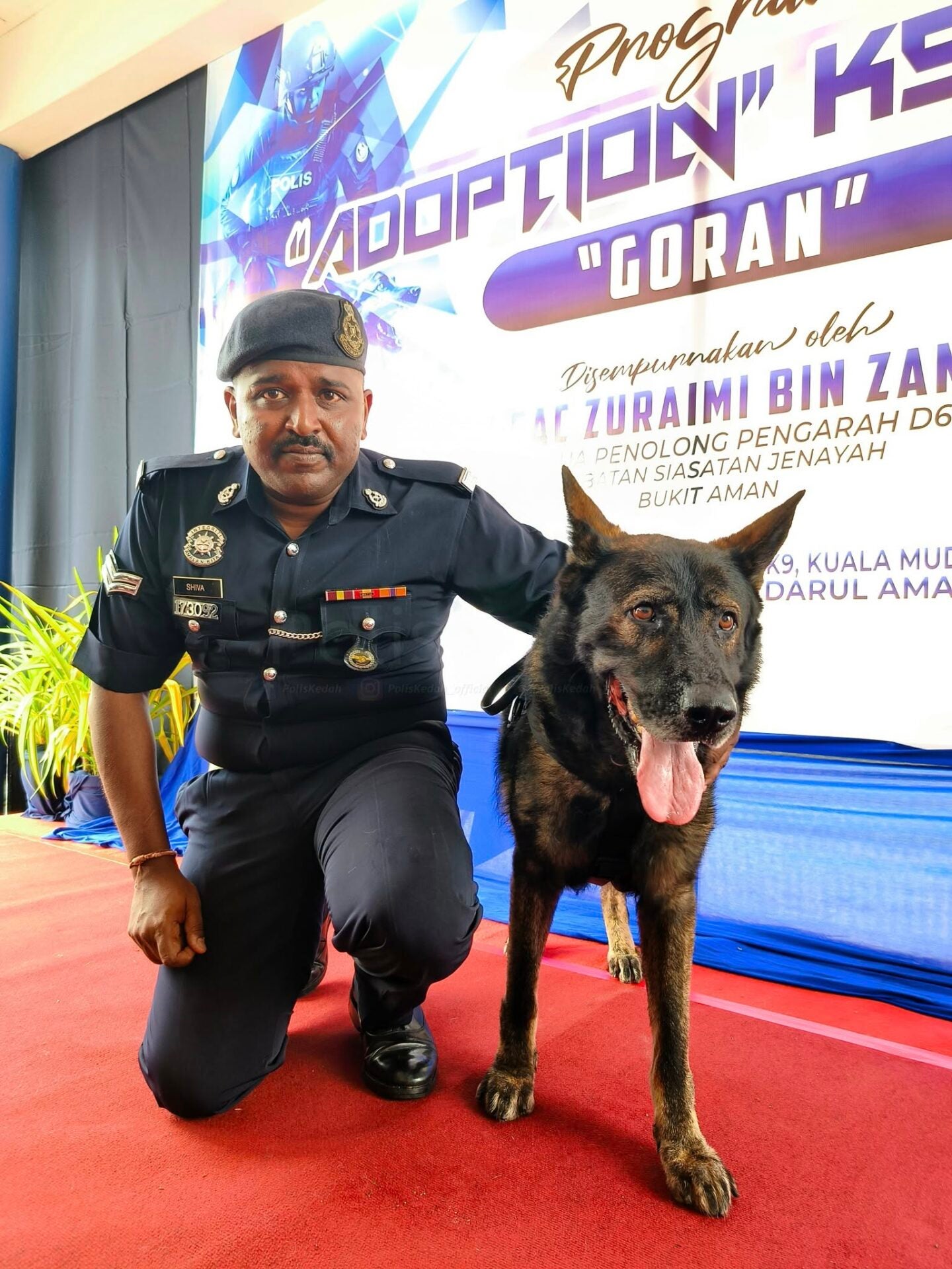 退役k9警犬被新主人领养和昔日伙伴训导员分离伤心首只
