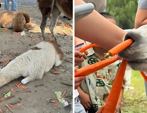 Alpaca Too Full Ft Img