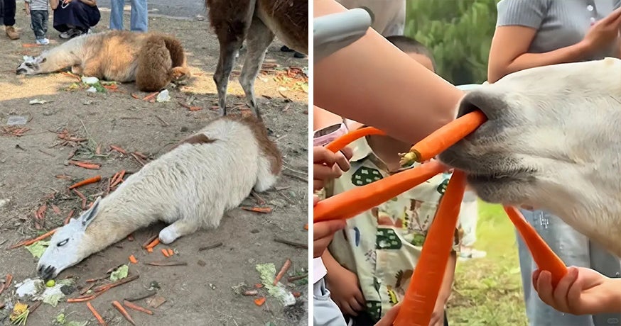 Alpaca Too Full Ft Img