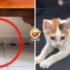 Bro Cat Poop No Zap Ft Img 1