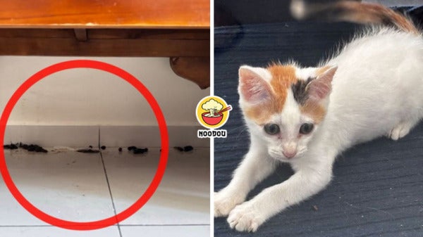 Bro Cat Poop No Zap Ft Img 1