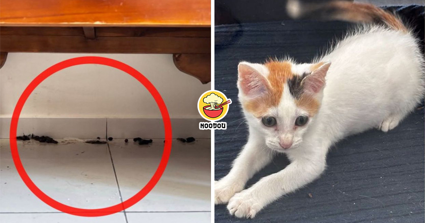 Bro Cat Poop No Zap Ft Img 1