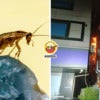 Kill Cockroach Fire Ft Img