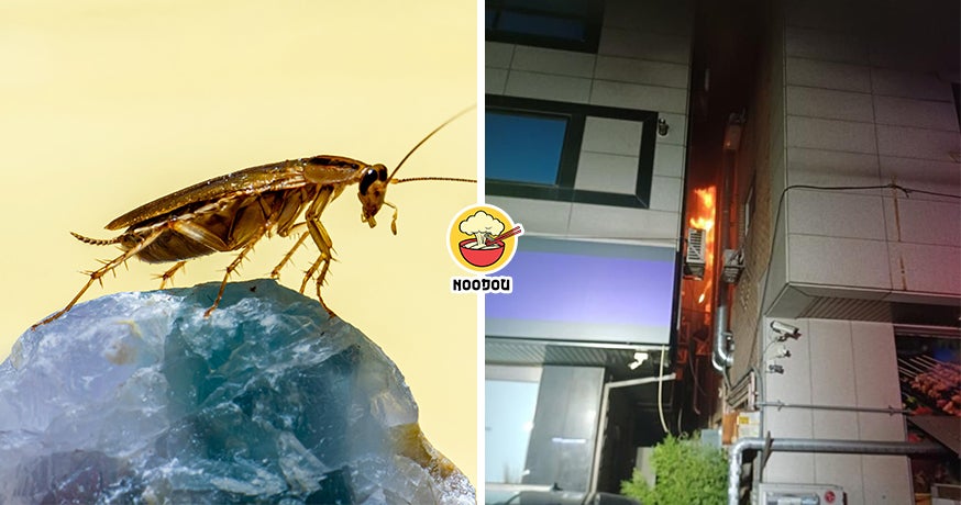 Kill Cockroach Fire Ft Img