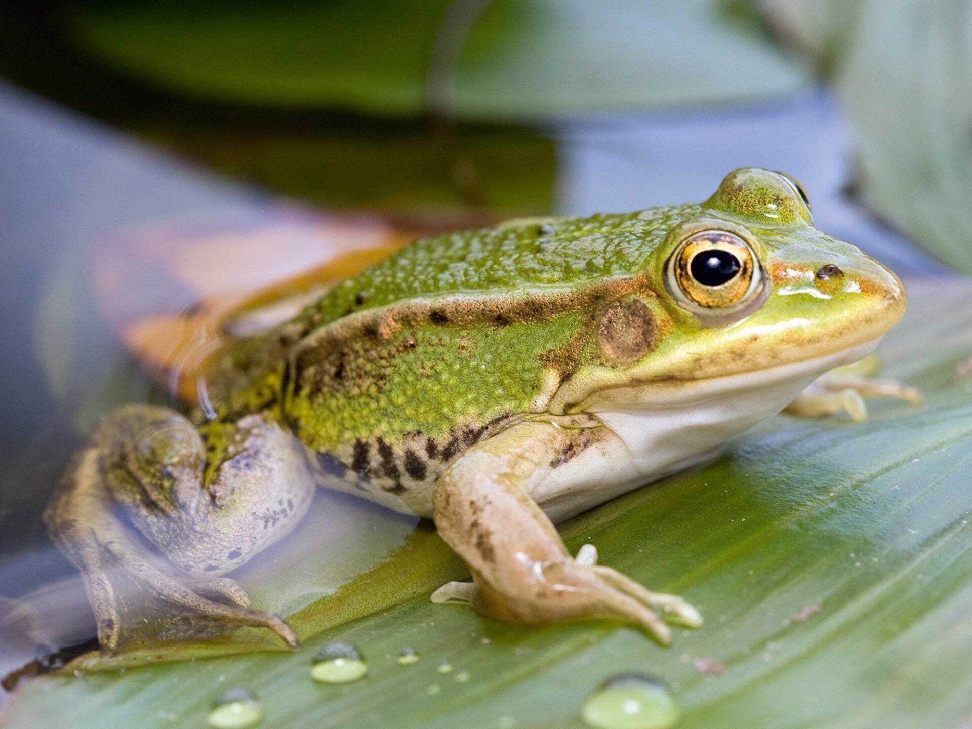 frog 1