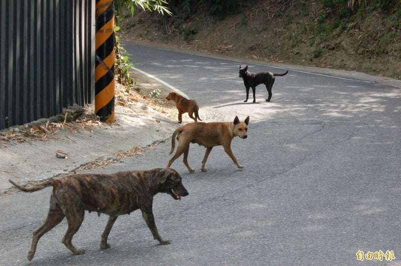stray dog
