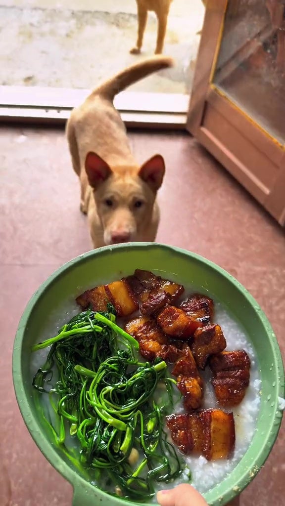 娘家狗狗每天串门蹭饭看主人 2