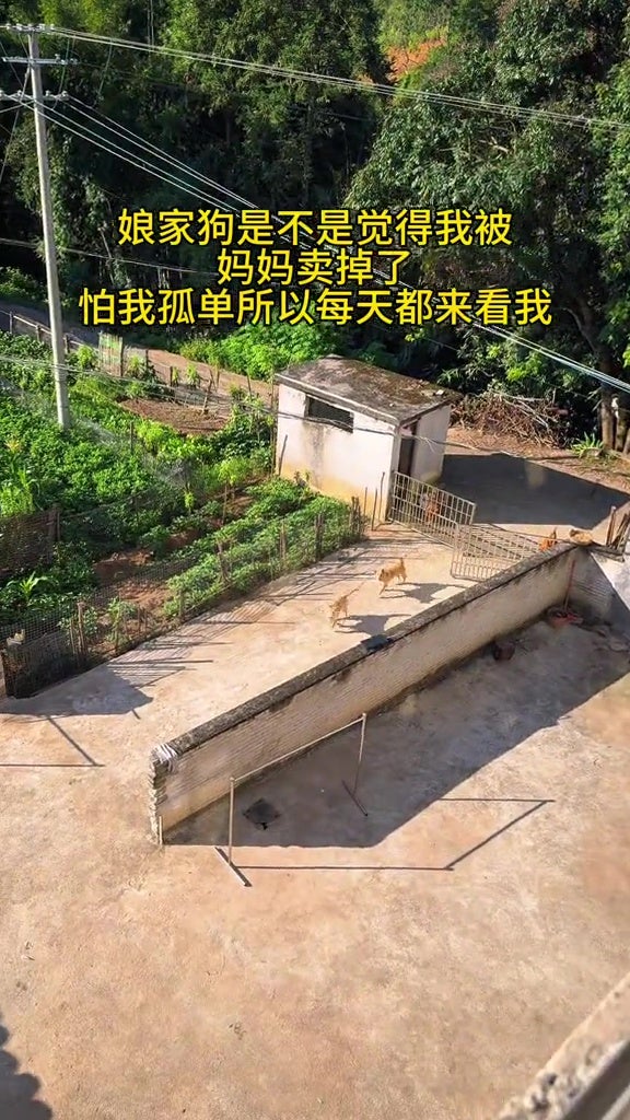 娘家狗狗每天串门蹭饭看主人 6