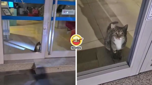 Cat Bank Alarm Ft Img