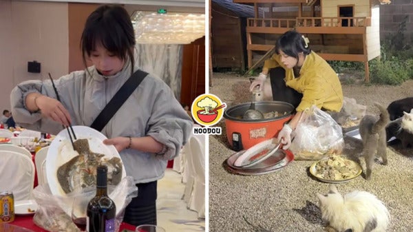 Dabao Leftover 120 Cats Ft Img