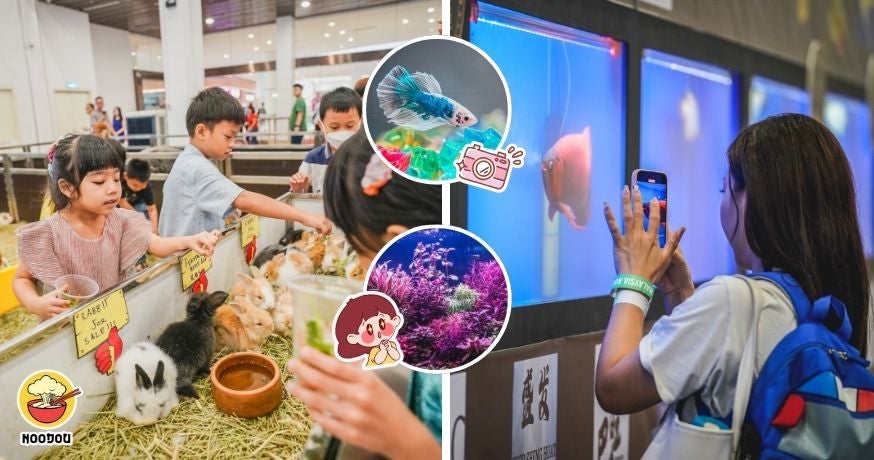 Ivy NOODOU FT Img 1 4