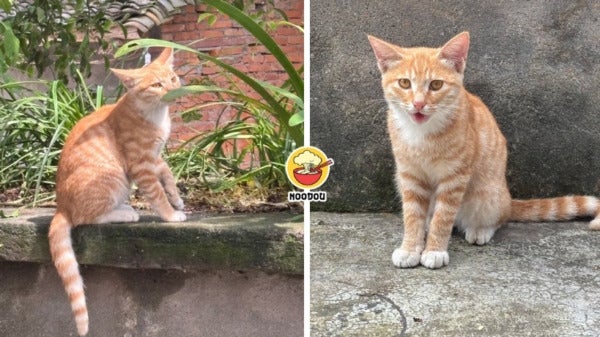 Ivy NOODOU FT Img 2 3