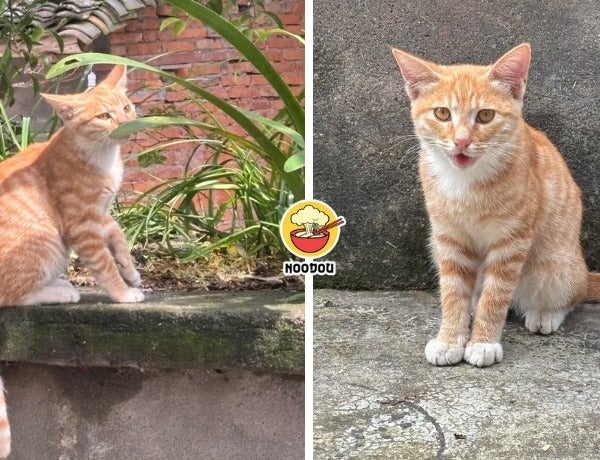 Ivy NOODOU FT Img 2 3