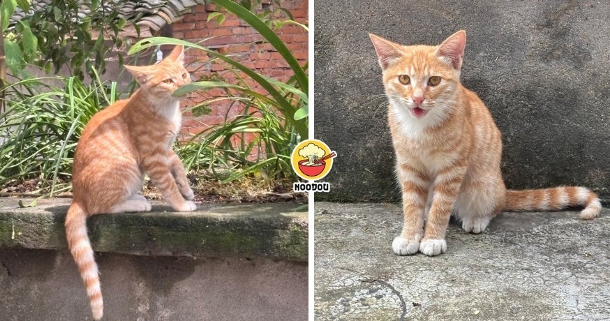 Ivy NOODOU FT Img 2 3