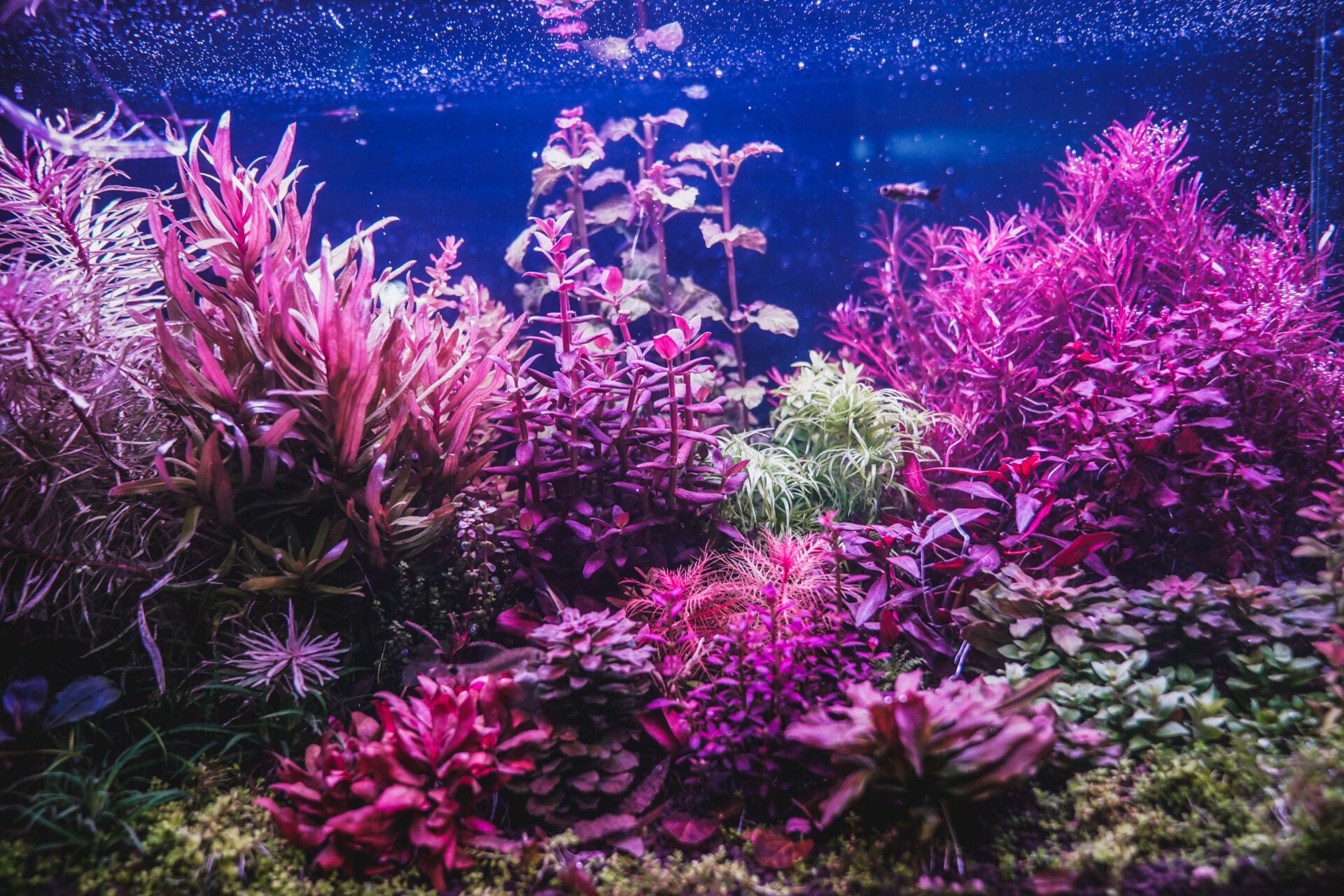 aquaspace 1