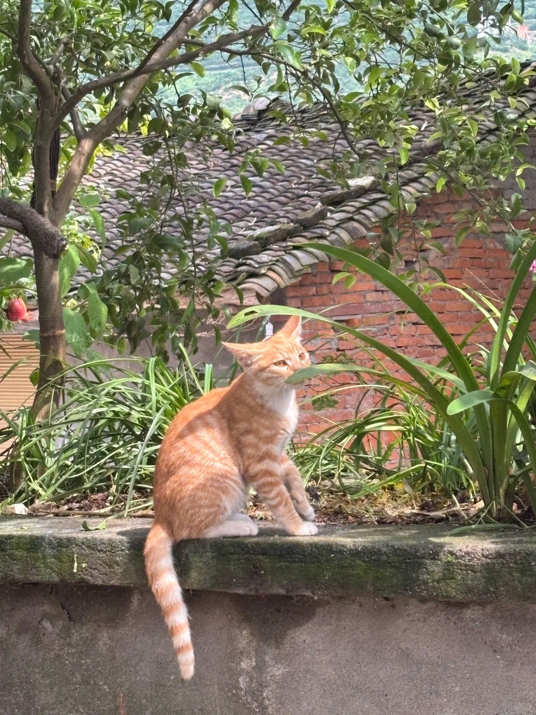 Cat 1
