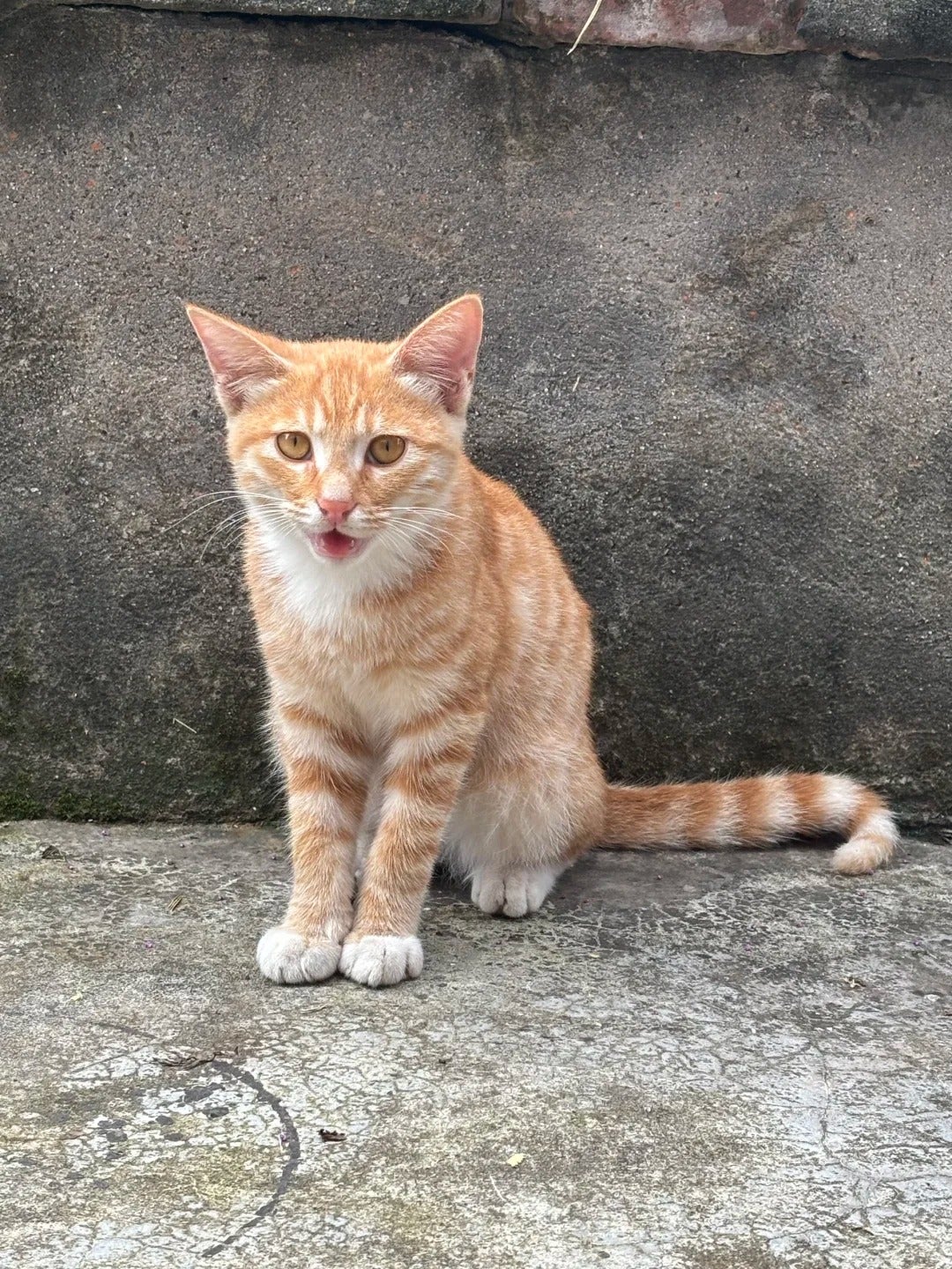 Cat 2