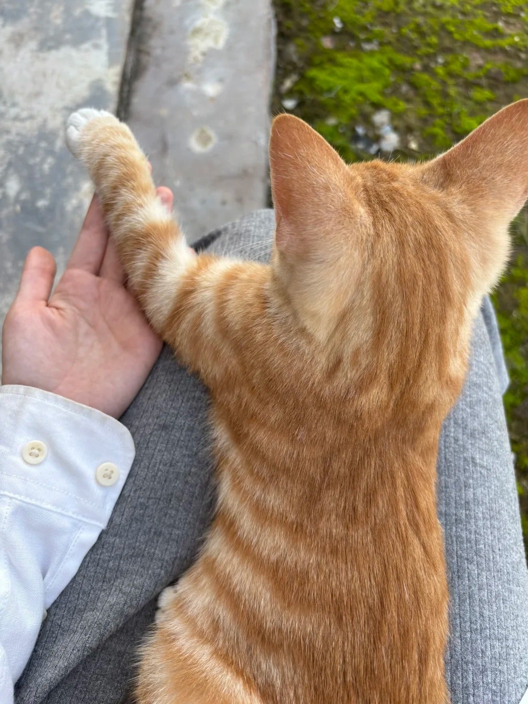 Cat 3