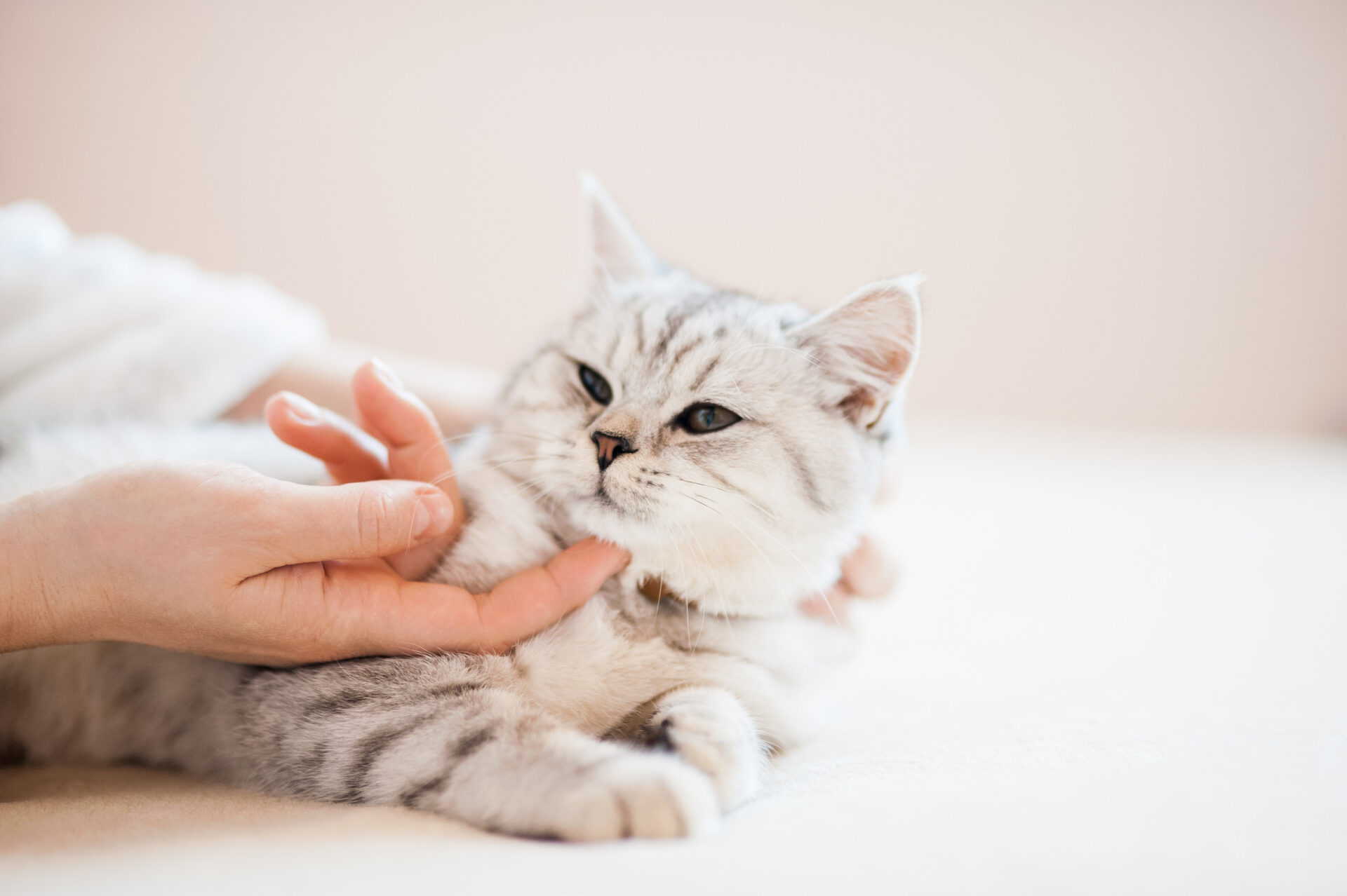 cat petting pet 123rf