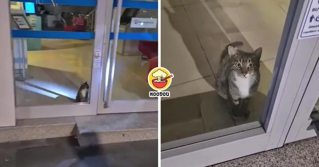 Read More Cat