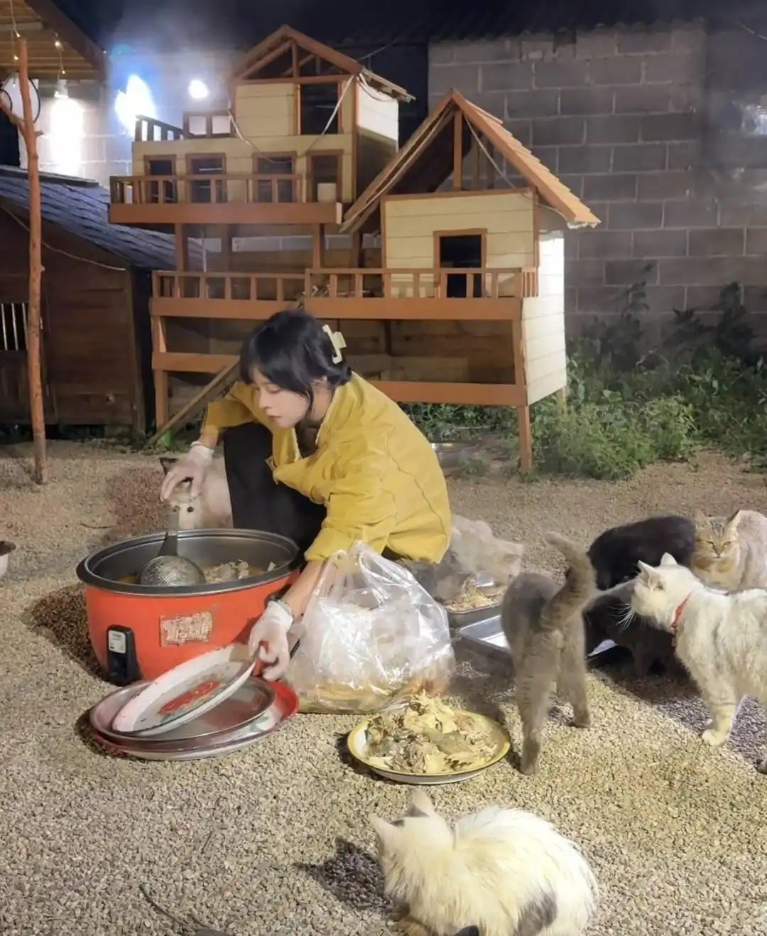 女子打包婚宴剩菜喂养126流浪猫狗