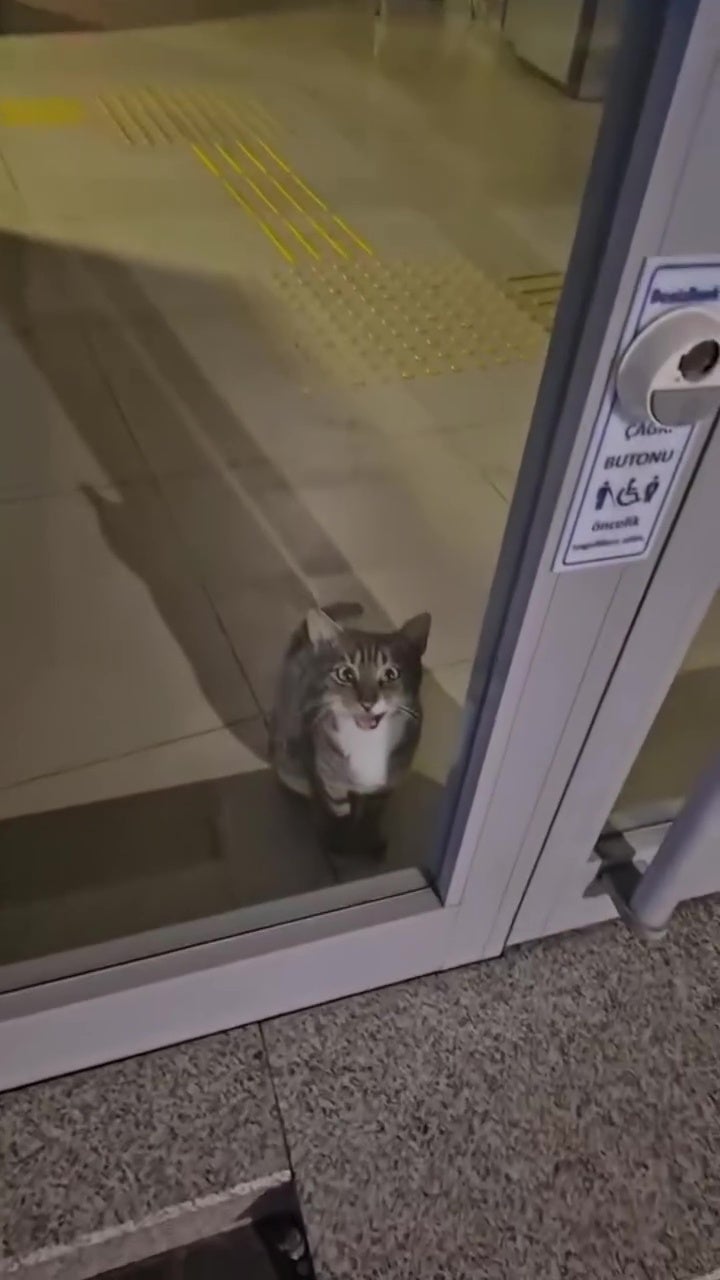 猫咪误闯银行触发警报警方赶来以为进贼抱紧处理 1