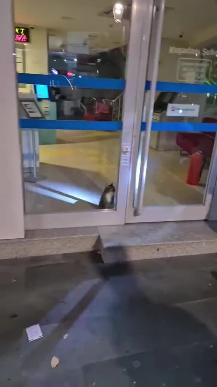 猫咪误闯银行触发警报警方赶来以为进贼抱紧处理 3