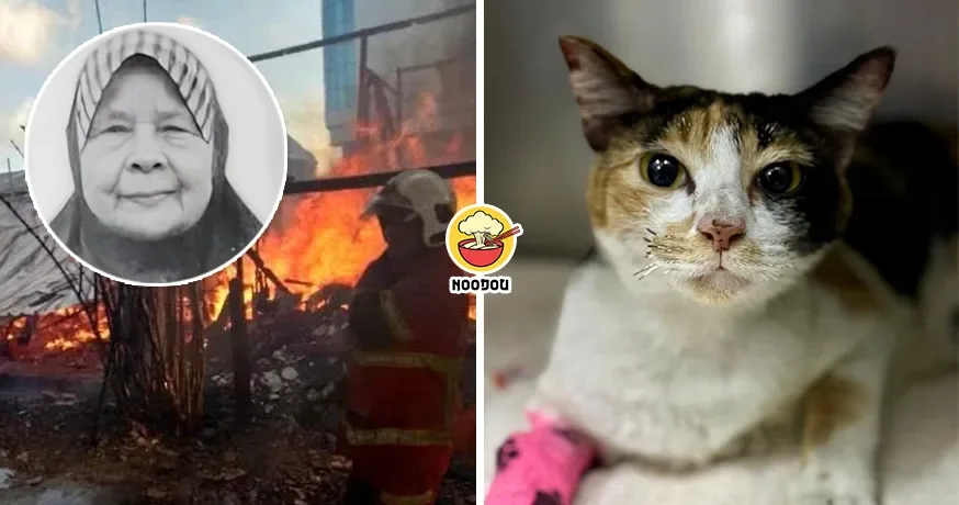 Api Bunga Only Survived Cat Ft Img