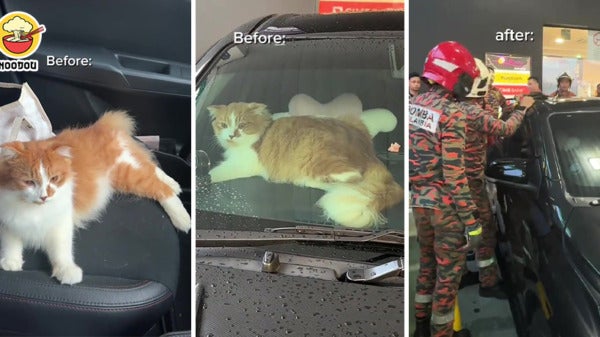 Cat Locked Car Ft Img