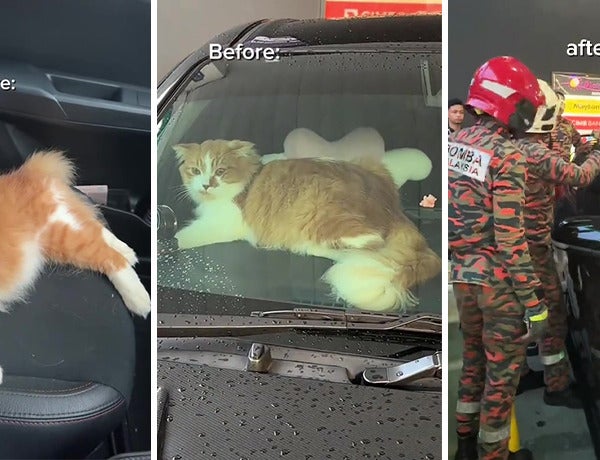 Cat Locked Car Ft Img