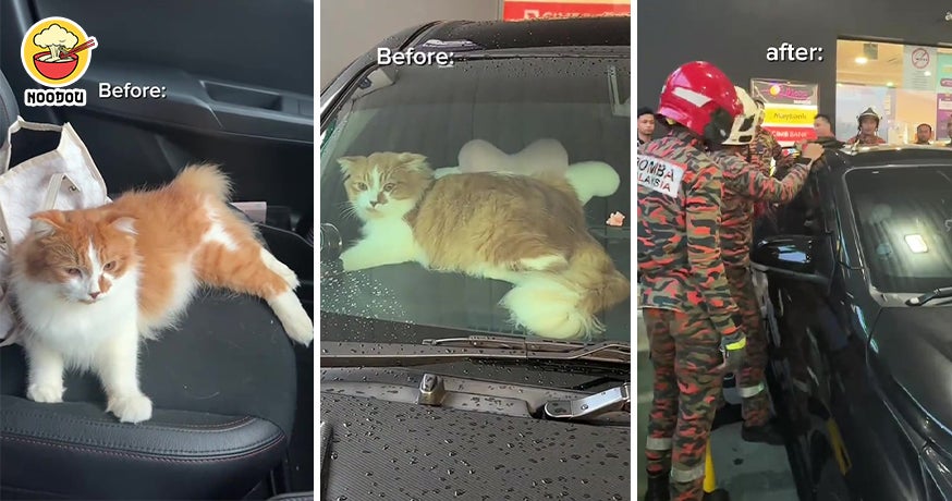 【不小心按到门锁！】猫咪误把自己反锁车内，大马铲屎官向Bomba求救！（内附影片）