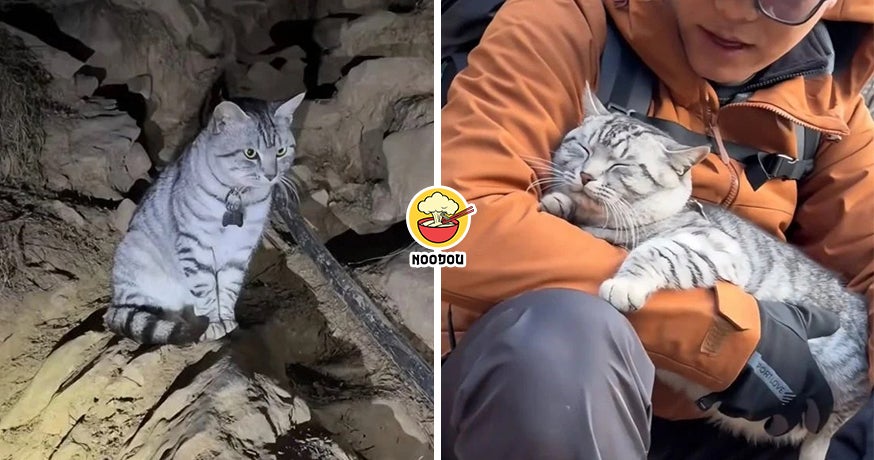 Cat Rescued Down Hill FT IMG
