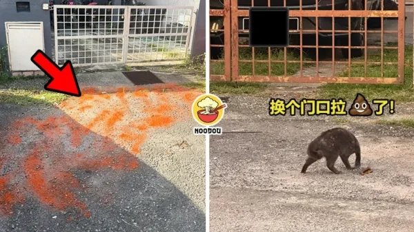 Cat Shit Chili Back Ft Img